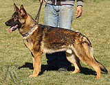 trained personal protection german shepherd dog for sale