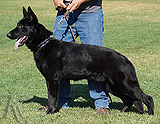 trained personal protection german shepherd dog for sale