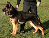 german shepherd Apollo