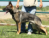 trained German Shepherd  dog for sale