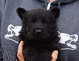 german shepherd puppy for sale