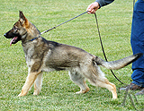 german shepherd dog