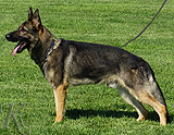 german shepherd dog