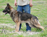 trained German Shepherd  dog for sale