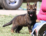 german shepherd puppies for sale