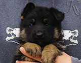 german shepherd puppy for sale