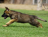 german shepherd puppy for sale