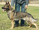 trained personal protection german shepherd dog for sale