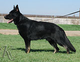 trained German Shepherd  dog for sale