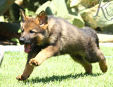 german shepherd puppies for sale