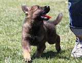 german shepherd puppies for sale