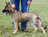 german shepherd dog