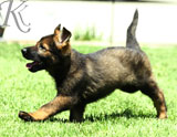 german shepherd puppies for sale