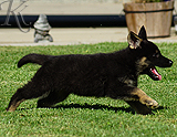 german shepherd puppy for sale