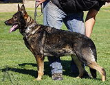 german shepherd dog