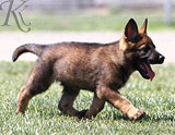 german shepherd  dog  Athena