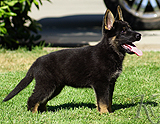 german shepherd puppy for sale