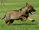 german shepherd puppy for sale