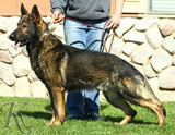 German Shepherd dog  Atrax