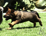 german shepherd puppies for sale