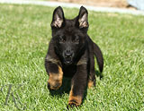 german shepherd puppies for sale