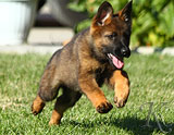 german shepherd puppies for sale