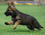 german shepherd puppy for sale