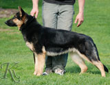 german shepherd  Axeena