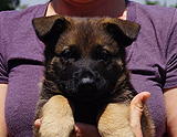 german shepherd puppy for sale