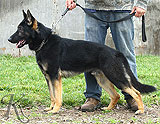 trained German Shepherd  dog for sale