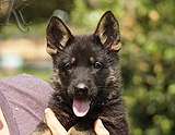 german shepherd puppy for sale
