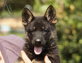 german shepherd puppy for sale