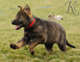 german shepherd puppies for sale