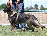 German Shepherd female Yenny