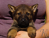 german shepherd puppy for sale