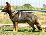 german shepherd  for sale