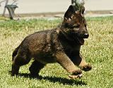 german shepherd puppy for sale