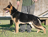 german shepherd Barney