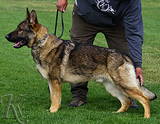 AKC registered trained personal protection german shepherd dog for sale