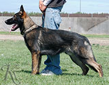 trained German Shepherd  dog for sale