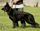 trained personal protection german shepherd dog for sale