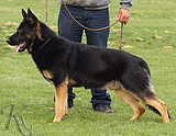 trained German Shepherd  dog for sale