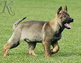 german shepherd puppies for sale