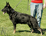 trained personal protection german shepherd dog for sale