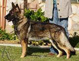 personal protection german shepherd dog for sale