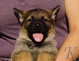 german shepherd puppy for sale