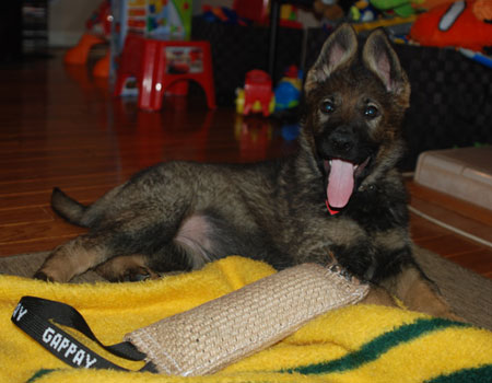 German Shepherd puppy