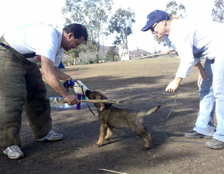 German Shepherd puppy