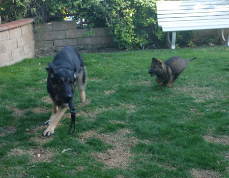 German Shepherd dogs