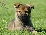 german shepherd puppies for sale